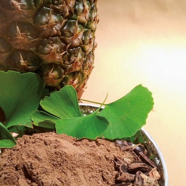 Bänder, Sehnen und Gelenke von Pferden unterstützen - Eohippos Pferdefutter