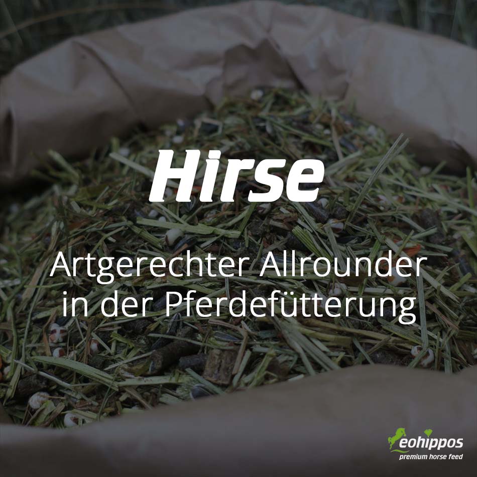 Hirse im Pferdefutter - glutenfrei bei Eohippos