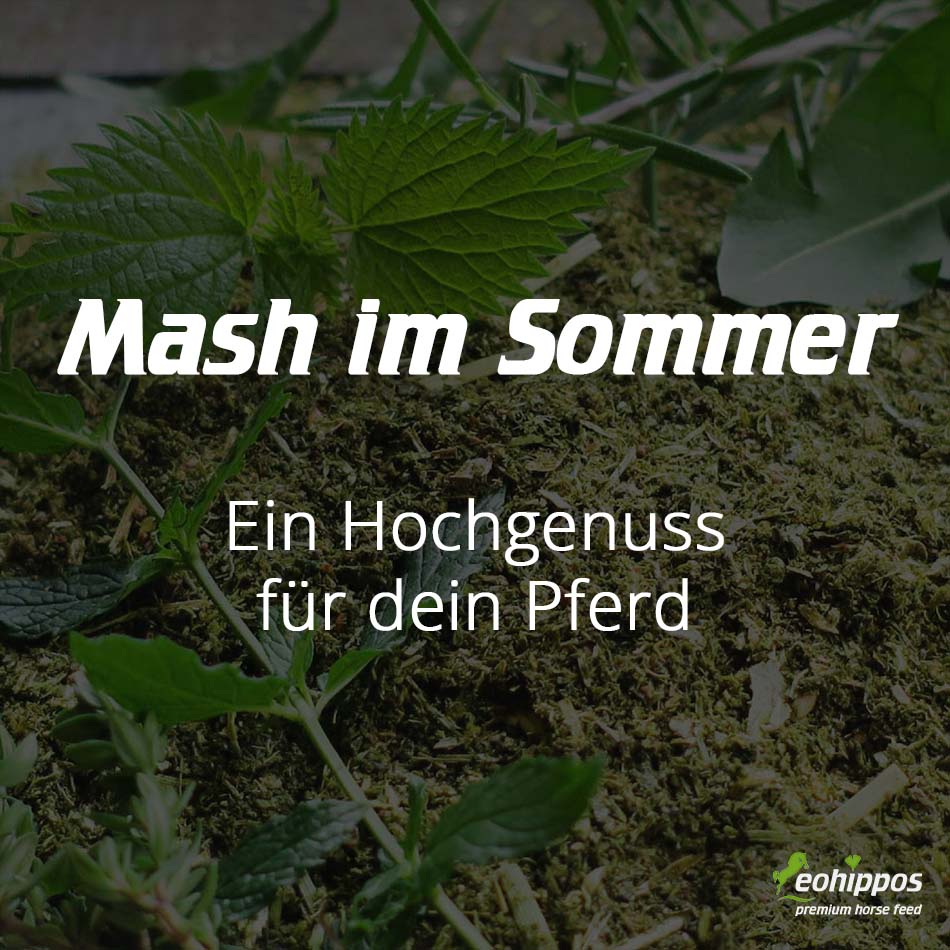 Mash im Sommer mit kaltem Wasser für Pferde füttern