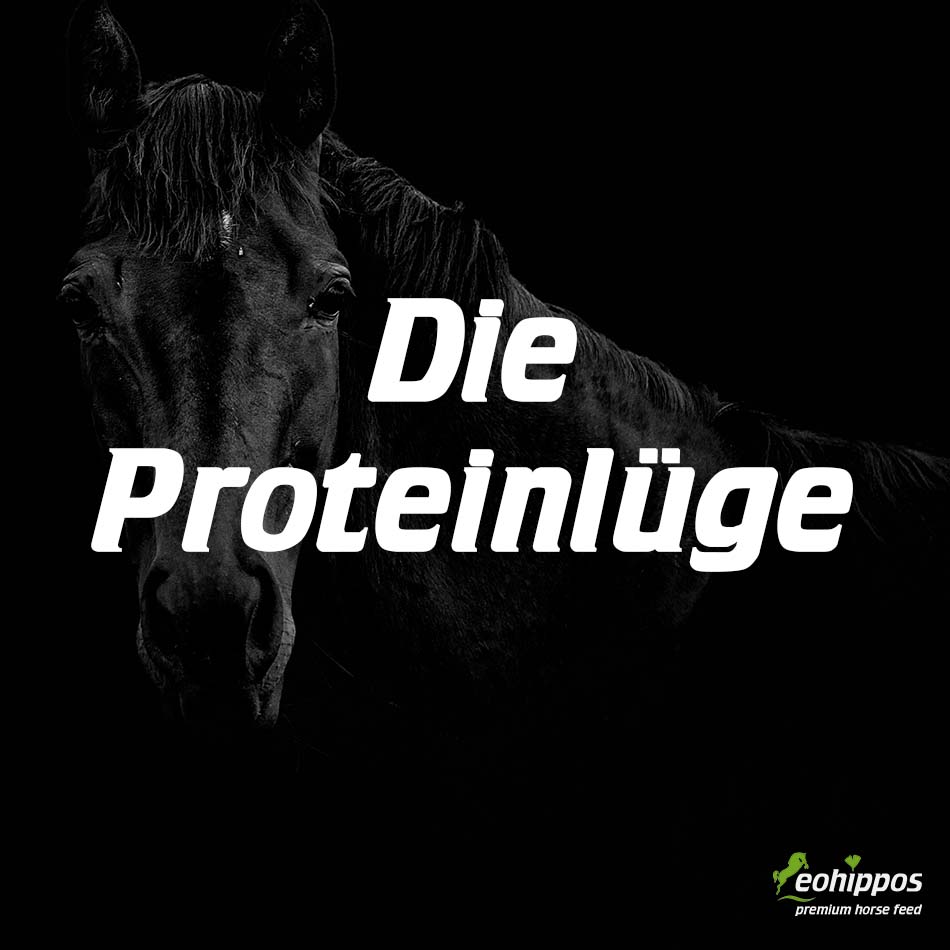 Proteine für Pferde, Proteine im Pferdefutter, dei Proteinlüge