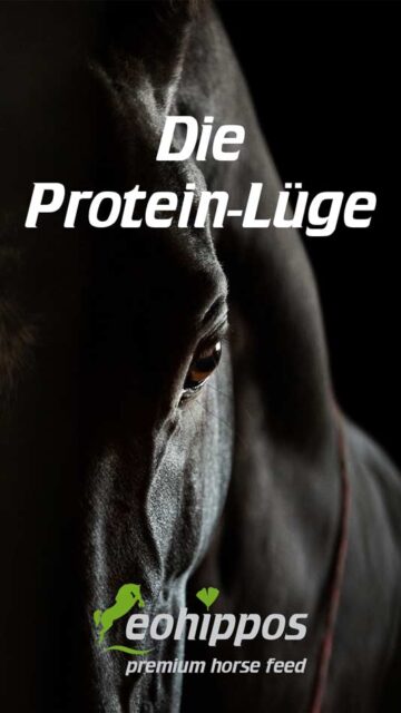 Proteineund deren Bedeutung in der Pferdefütterung