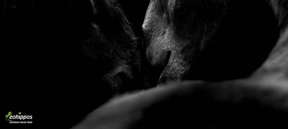 Soja im Pferdefutter Soja für Pferde Soja im Pferdefutter Vorteile und Nachteile Pferdemüsli Soja zuckerfrei