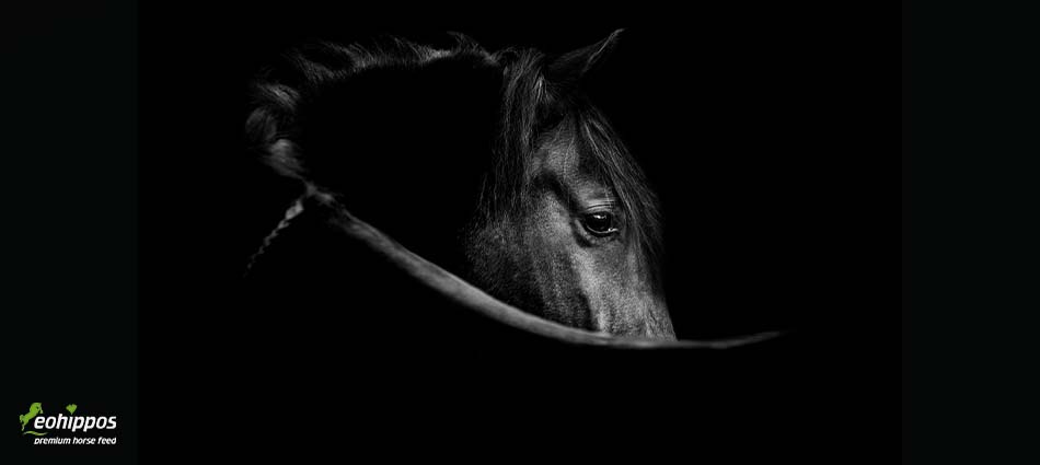 Soja für Pferde Vorteile Nachteile Pferdemüsli Pferdefutter mit Soja Sojaschrot Sojaprotein im Pferdemüsli