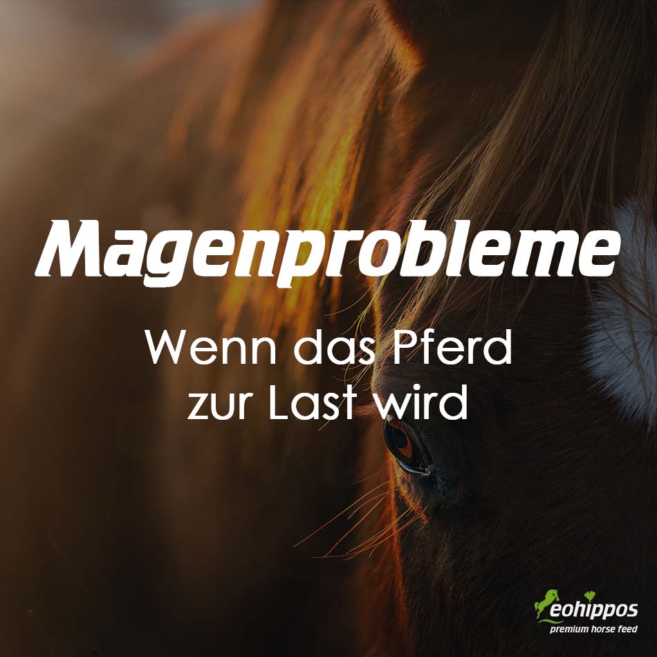 Pferde mit Magenproblemen und Magengeschwüren Eohippos Pferdefutter