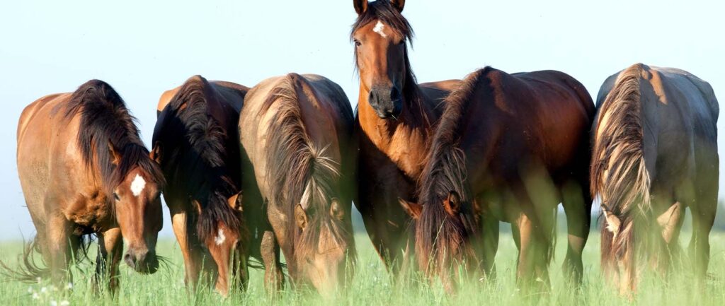 Raufutter-Testpaket für dein Pferd