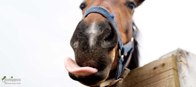 Eohippos Pferdefutter getreidefrei