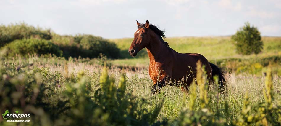 Blogbeitrag zum richtigen Anweiden Anweiden von Pferden: So gelingt der Start in die Weidesaison gesund und stressfrei Blogbeitrag