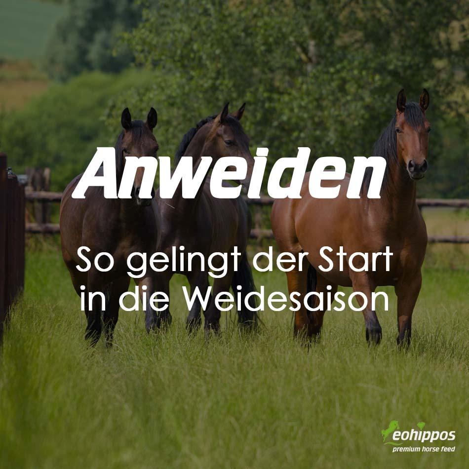 Anweiden von Pferden: So gelingt der Start in die Weidesaison gesund und stressfrei