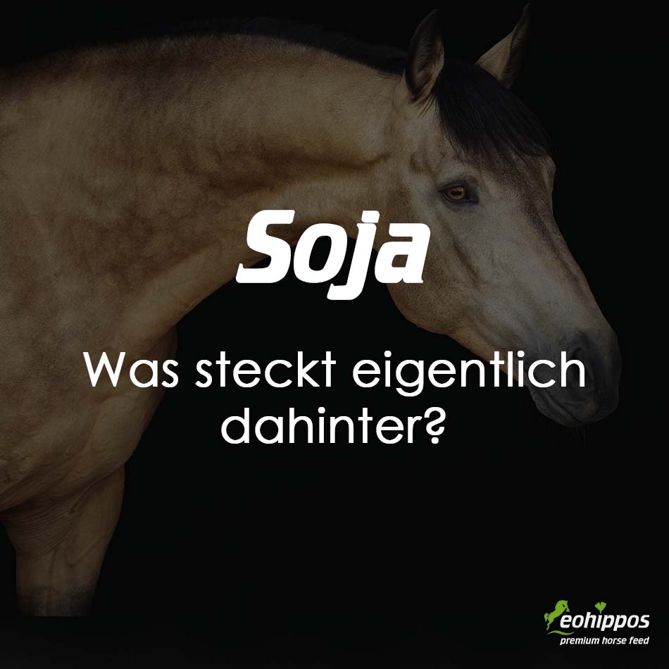 Soja im Pferdefutter