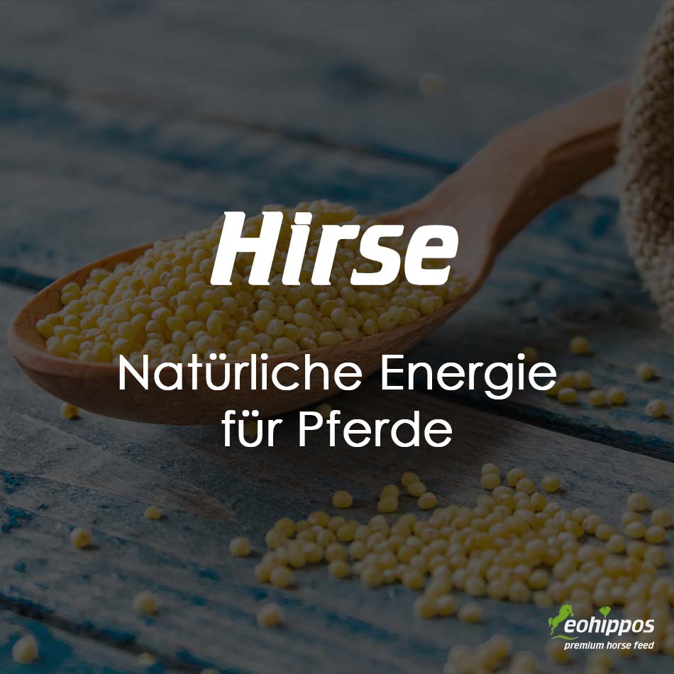Hirse im Pferdefutter – Warum Eohippos auf gepoppte Hirse setzt