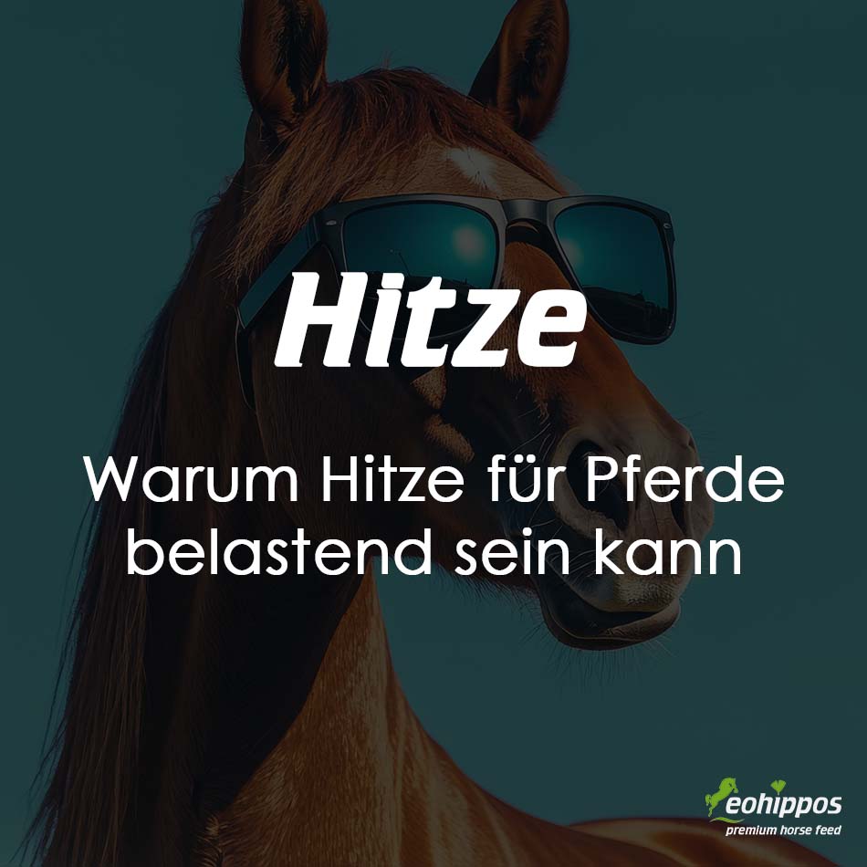 Warum Hitze für Pferde belastend sein kann - Tipps zur Fütterung