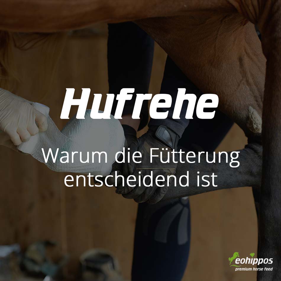 Hufrehe beim Pferd - Zuckerarme Heucobs und Heuersatz ohne Zucker zur Fütterung