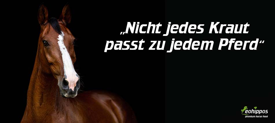 Mythos in der Pferdefütterung Mythos in der Pferdefütterung Kräuter für Pferde