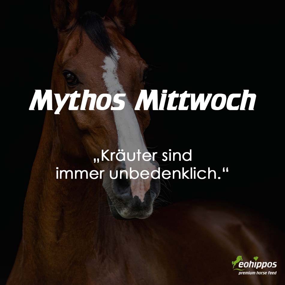 Mythos in der Pferdefütterun - Kräuter sind ungefährlich