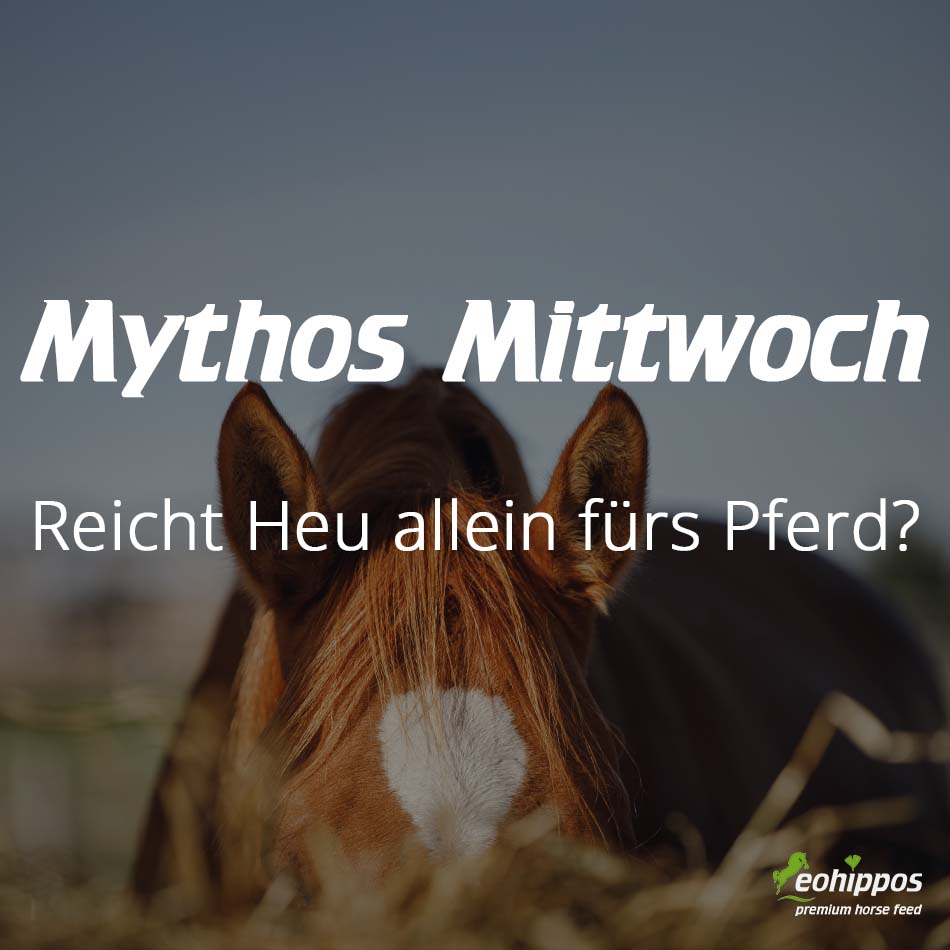 Reicht Heu allein für jedes Pferd? Erfahren Sie, warum Heu die Basis ist, Mineralstoffe aber häufig gezielt ergänzt werden sollten – mit Promin von Eohippos.