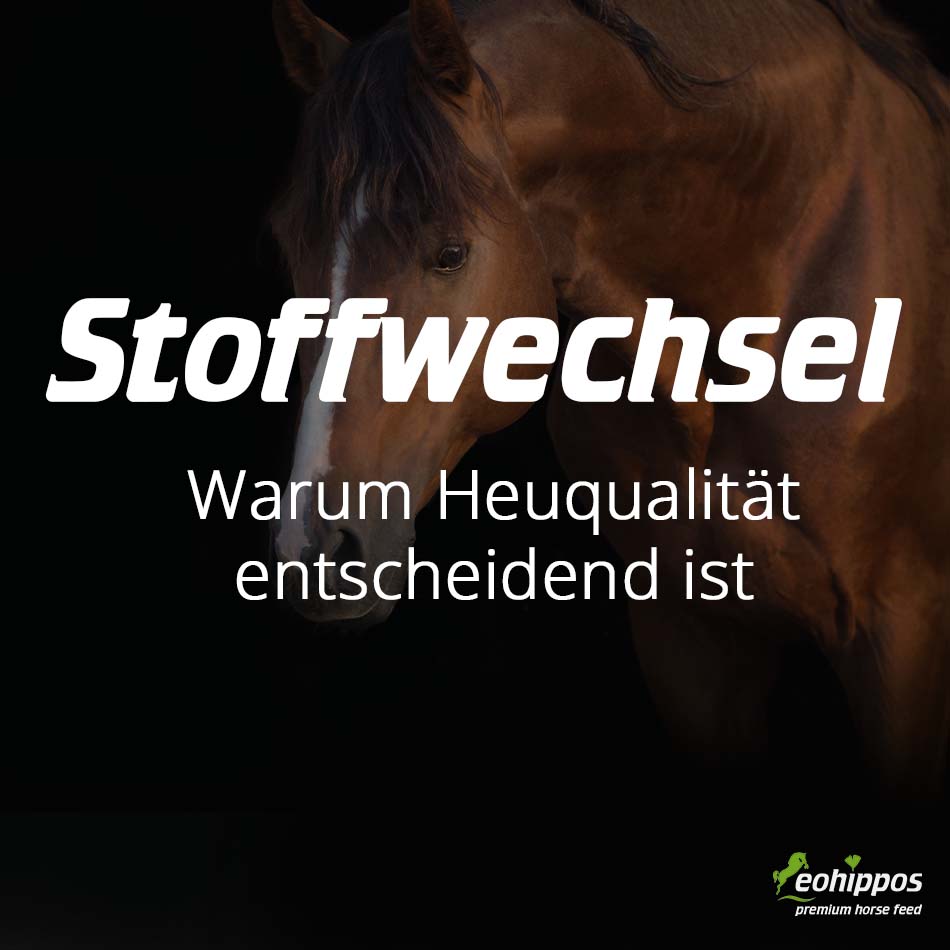 Pferdefütterung bei Übergewicht und Stoffwechselproblemen: Warum Heuqualität entscheidend ist