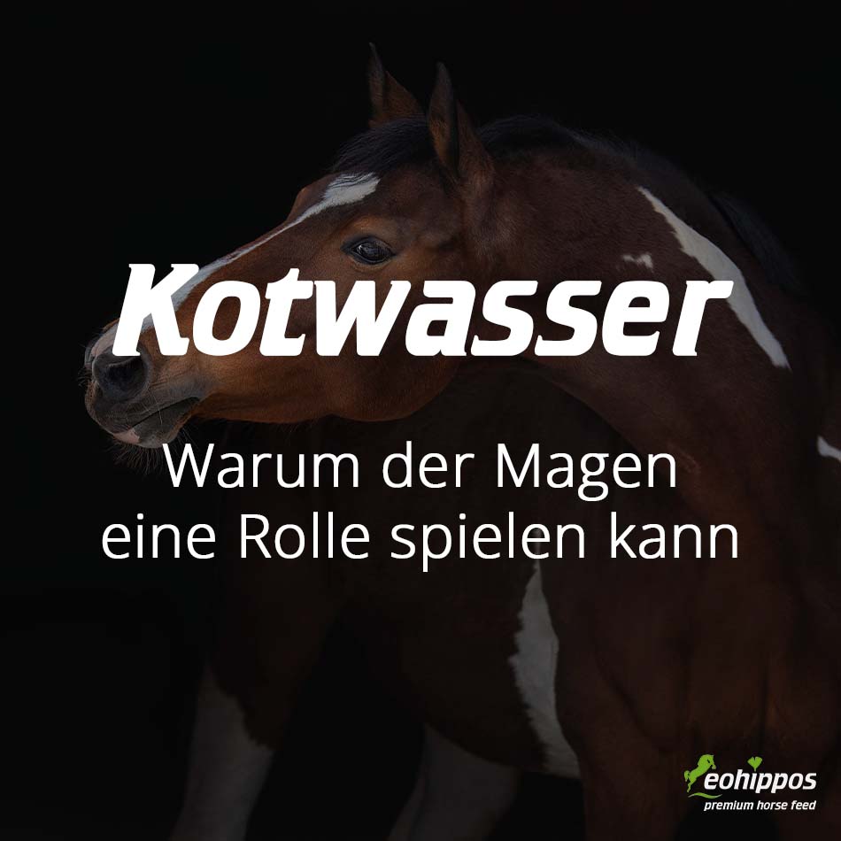 Kotwasser beim Pferd: Warum auch der Magen eine wichtige Rolle spielen kann